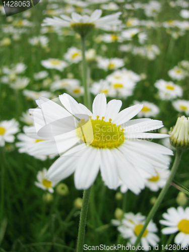 Image of camomiles