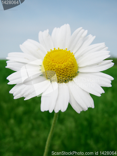 Image of camomile