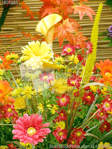 Image of autumnal flowers