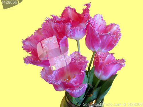 Image of  bunch of tulips