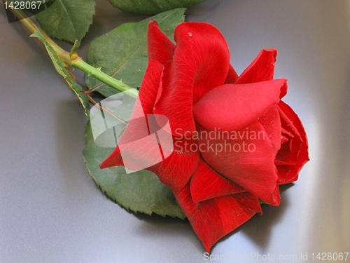 Image of red rose