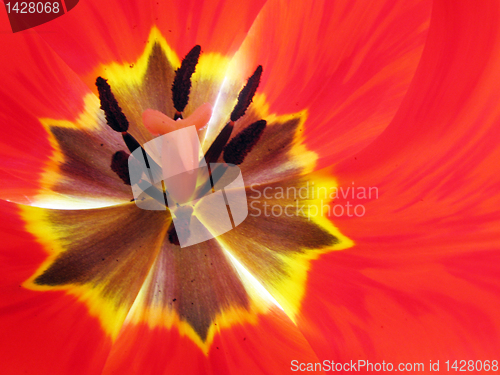 Image of inside of tulip
