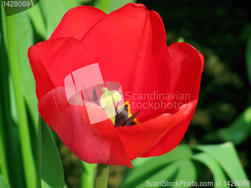 Image of tulip