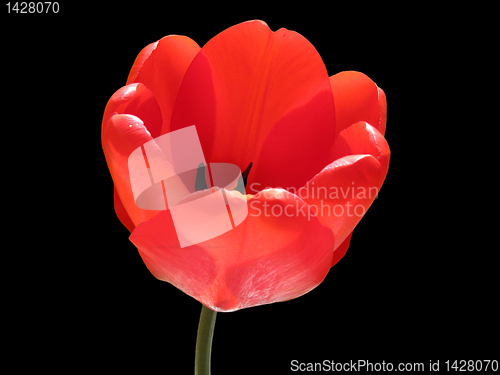 Image of red tulip