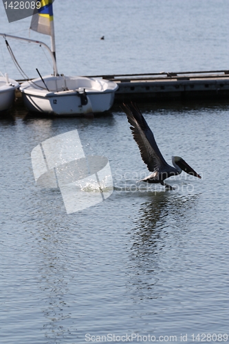 Image of Pelican Landing