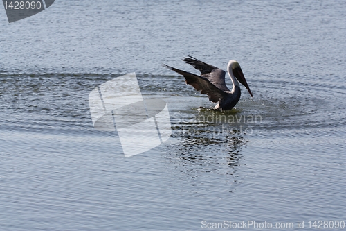 Image of About to land