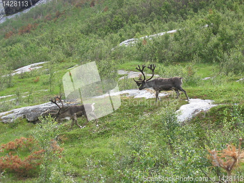 Image of Reindeer in Norway