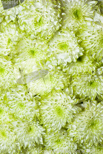 Image of chrysanthemum flowers