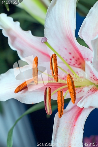 Image of pink lily