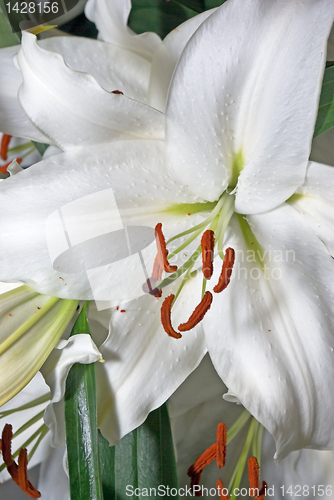 Image of white lily