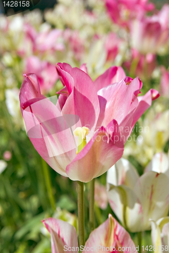 Image of Tulip