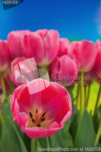 Image of tulips