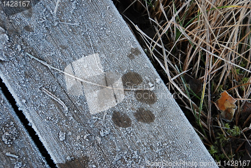 Image of Animal track in frost