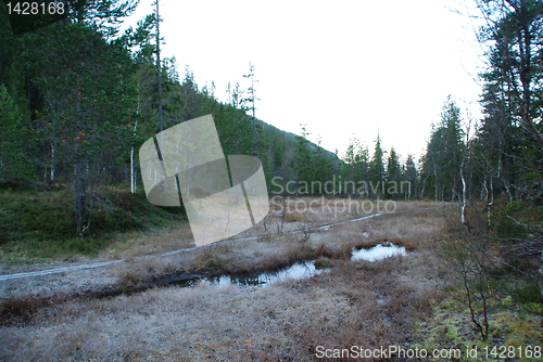 Image of Morning frost in Norway