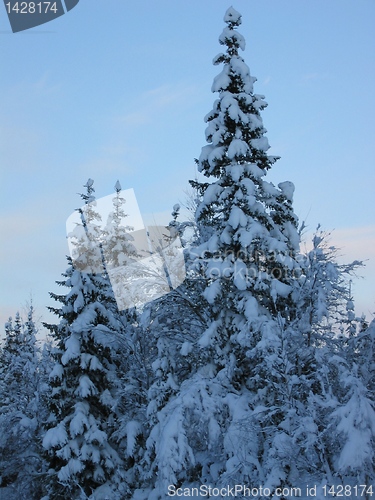 Image of Winter wonderland