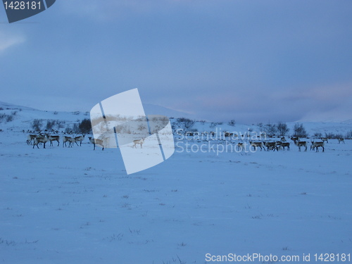 Image of Reindeer in Arctic Circle northern Norway