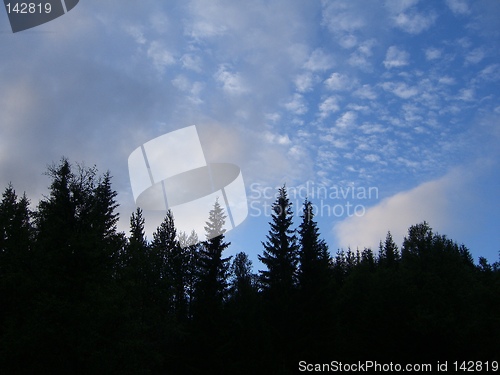 Image of Trees in the sky
