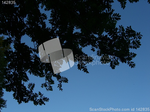 Image of leafs in the sky