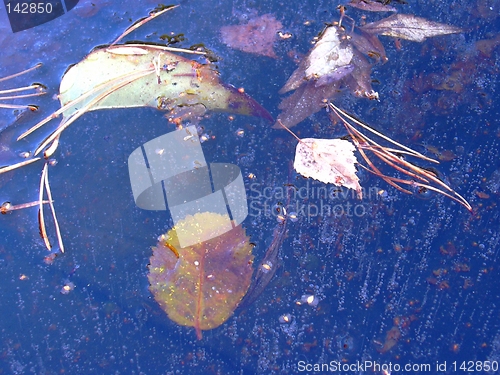 Image of leaf in ice05