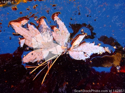 Image of leaf in ice06