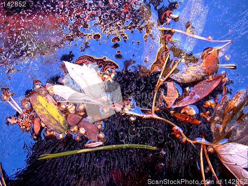 Image of leaf in ice07