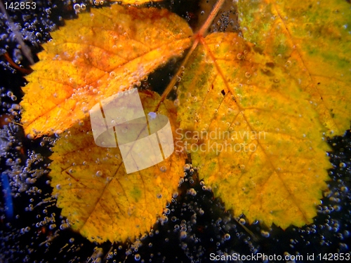 Image of leaf in ice08