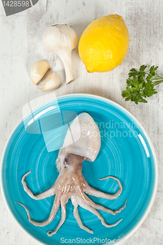 Image of Octopus