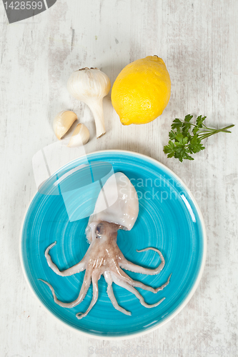 Image of Octopus