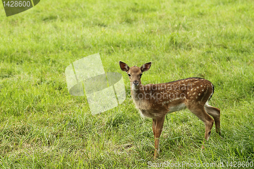 Image of Small doe in zoo