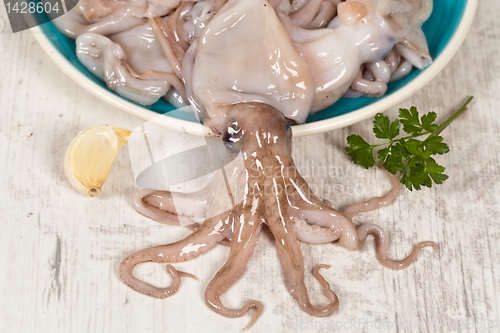 Image of Octopus