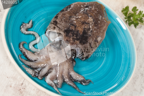 Image of Raw Cuttlefish