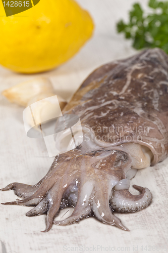 Image of Raw Cuttlefish