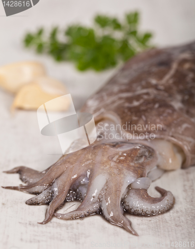 Image of Raw Cuttlefish