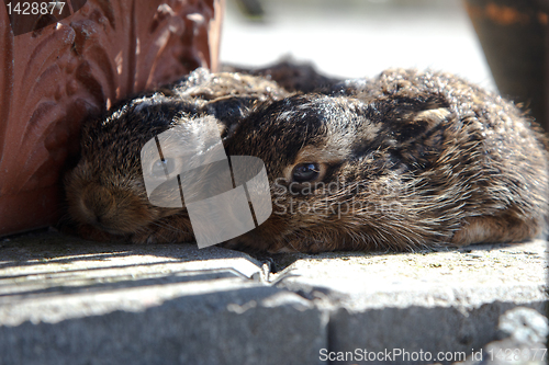 Image of Lepus europaeus