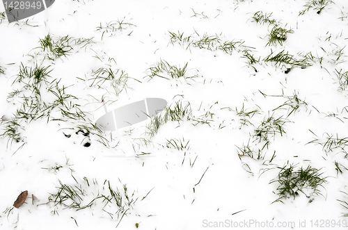 Image of grass in snow