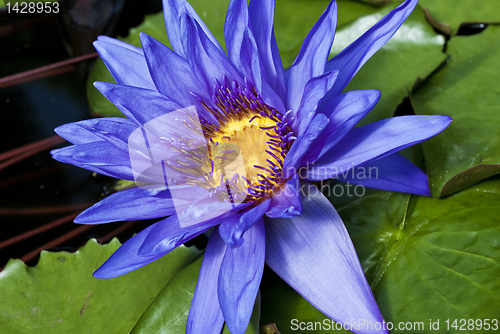 Image of Tropical Waterlily