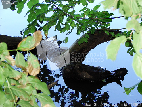 Image of LOG IN A POND