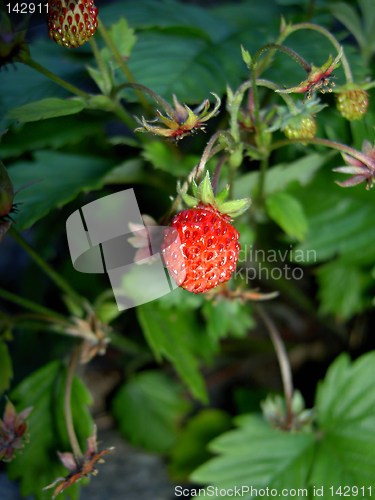 Image of wild strawberry