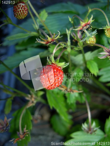 Image of wild strawberry