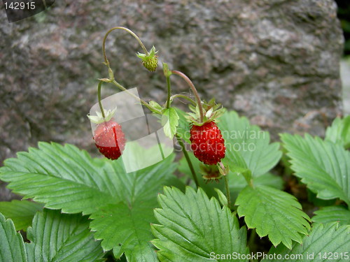 Image of wild strawberry