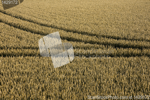 Image of Tyre tracks in cornfield