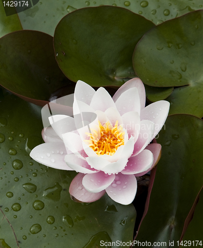 Image of Water lily