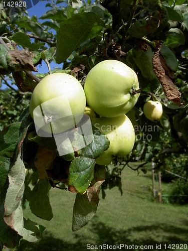 Image of tree apples