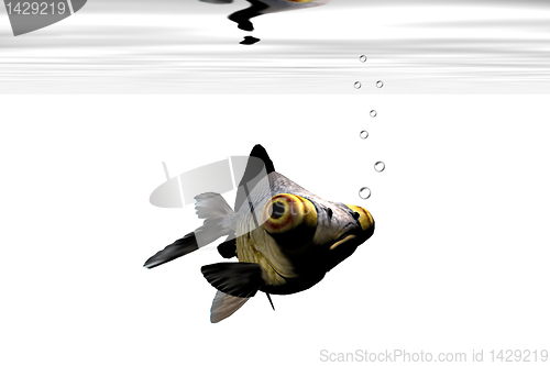 Image of BLACK GOLDFISH