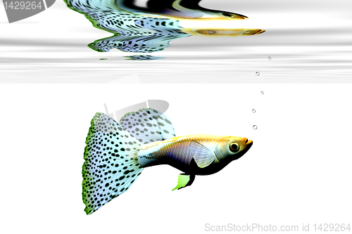 Image of FANCY GUPPY