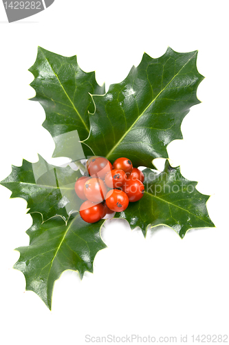 Image of no captionReal holly berries and leave