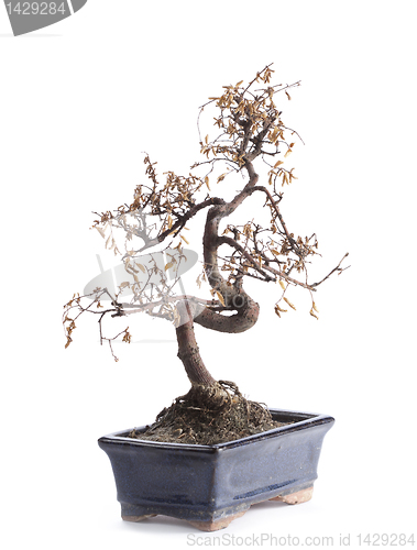 Image of deceased bonsai tree