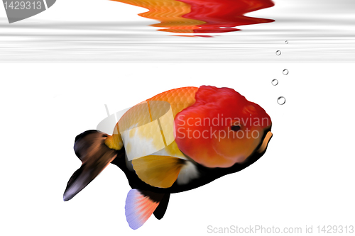 Image of LION-HEAD GOLDFISH