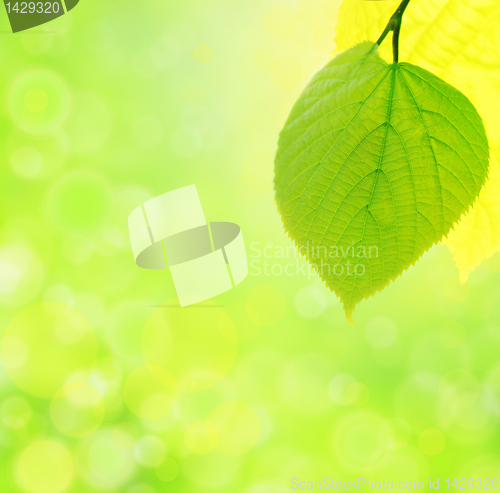 Image of green leaf