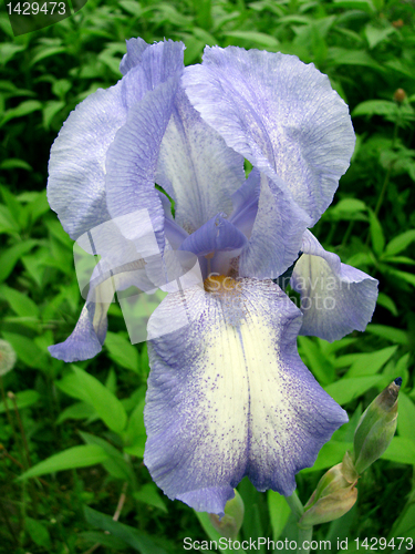 Image of iris